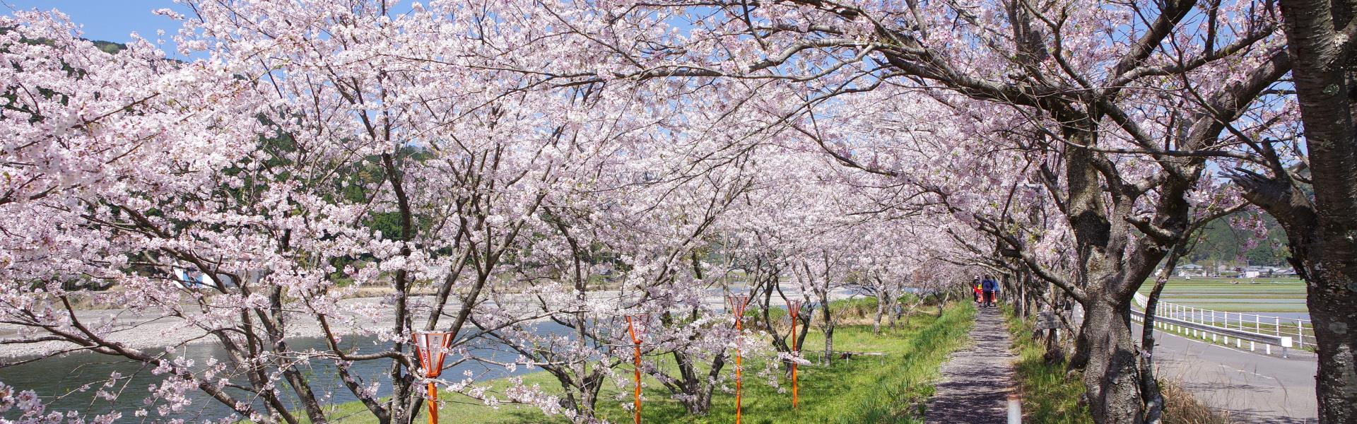 野根川 桜